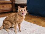 6 Tips Mencegah Kucing Liar atau Milik Tetangga Masuk Rumah, Jangan Pakai Cara Kasar