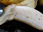 5 Perangkap Ampuh Tangkap Lalat Buah Kecil di Dapur, Buat Sebelum Makin Banyak