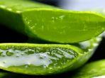 4 Manfaat Unik Lidah Buaya untuk Kecantikan