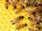 Tak hanya Kecantikan Kenali Manfaat Propolis untuk Kesehatan Tubuh