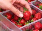 7 Tips Menyimpan Strawberry Supaya Tetap Segar Gak Gampang Busuk