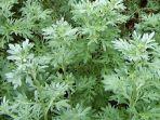 Rangkaian Toner Produk Lokal Avoskin untuk Kulit Sensitif Mengandung Bahan Mugwort