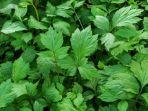Ternyata Ini Beberapa Manfaat Mugwort yang Membuatnya Viral di Dunia Kecantikan
