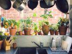 7 Tanaman Hias yang Cocok Diletakkan di Dapur, Buat Suasana Lebih Natural