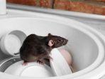 5 Cara Membasmi Tikus dengan Bahan Alami yang Lebih Aman untuk Keluarga di Rumah