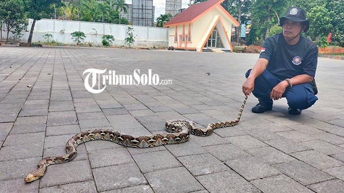 Cara Agar Ular Tak Masuk Rumah, Damkar Boyolali Sarankan Pakai Wewangian
