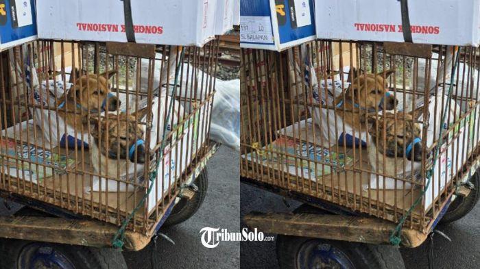 Viral Dugaan Perdagangan Anjing via Kereta Api di Solo, Aktivis : Coreng Nama Kota
