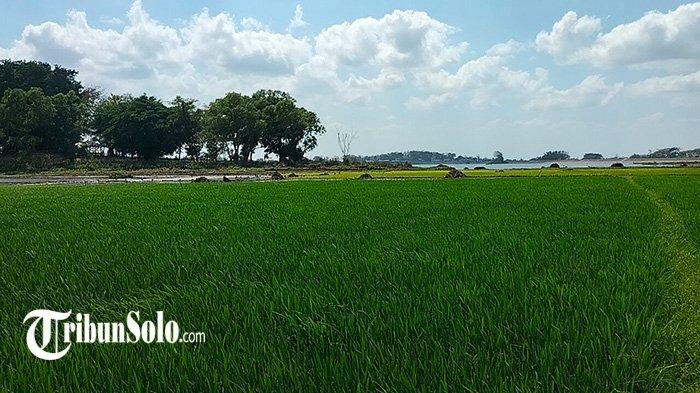Berkah Surutnya Waduk Cengklik Boyolali:  Petani Bisa Garap 1.000 Meter Persegi Lahan, Ditanami Padi