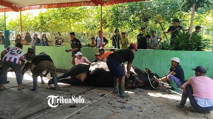 BUTUH 10 ORANG - Proses penyembelihan Ragil, sapi kurban dari Presiden RI Prabowo Subianto, di Masjid Babussalam, Dusun Salam, Desa Ngunut, Kecamatan Jumantono, Kabupaten Karanganyar, Rabu (27/5/2026). Sedikitnya 10 orang dikerahkan untuk menjegal dan merobohkan sapi berbobot 1,1 ton tersebut.