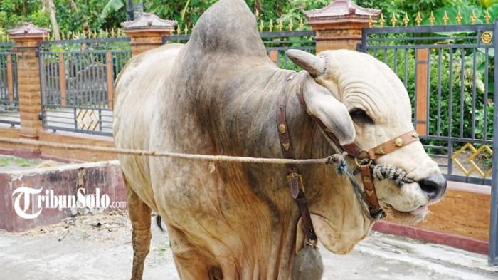 HEWAN KURBAN - Bima Seta, sapi jenis Peranakan Ongole milik Sugeng Raharjo, tampak berdiri di halaman kandang di Klaten, Jumat (15/5/2026), dengan perawatan rutin pakan sederhana dan biaya sekitar Rp 70 ribu per hari.