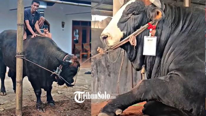 DIBELI PRABOWO - Ragil, sapi peranakan Simmental berat 1,1 ton milik Sugiarto, warga Dukuh Duwet, RT 01, RW 1, Desa Karangrejo, Kecamatan Kerjo, Kabupaten Karanganyar yang dibeli Presiden Prabowo Subianto seharga Rp110 juta. Uang hasil jual sapi Simmental-PO itu akan digunakan untuk membeli sapi dan memperbaiki kandang.