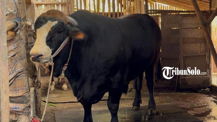 DIBELI PRABOWO - Sapi peranakan Simmental berat 1,1 ton milik Sugiarto, warga Dukuh Duwet, RT 01, RW 1, Desa Karangrejo, Kecamatan Kerjo, Kabupaten Karanganyar, Kamis (14/5/2026). Sapi itu dibeli Presiden Prabowo Subianto untuk hewan kurban Idul Adha tahun 1447 H / 2026 M dengan nilai Rp 110 juta.