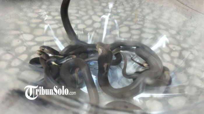 Anakan Ular Kobra Masuk ke Motor Warga Klaten, Dipancing Pakai Cairan Pembersih Lantai Supaya Keluar