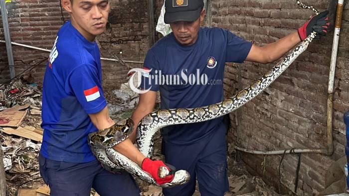 Memasuki Musim Hujan, Warga Solo Raya Tutup Lubang di Rumah yang Bisa Jadi Akses Keluar Masuk Ular!