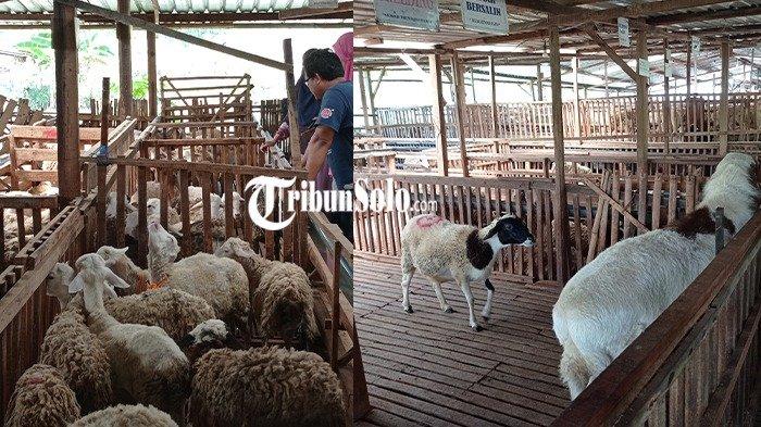 Jelang Idul Adha, Peternak Domba Wonogiri Naikkan Nutrisi Pakan Hingga Siapkan Tim Distribusi