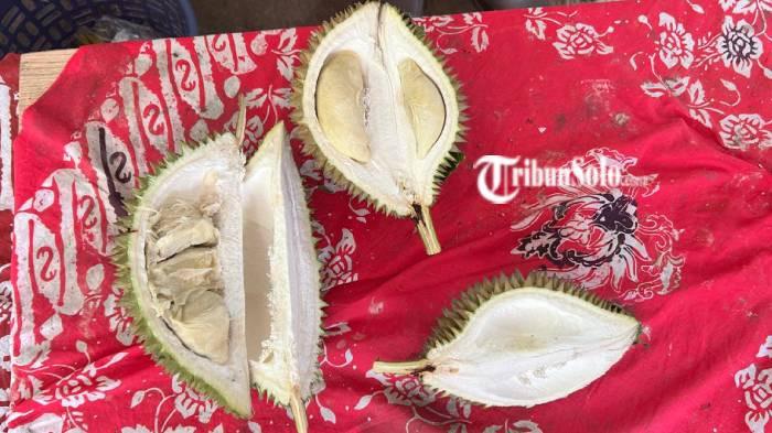 Durian lokal Klaten 1