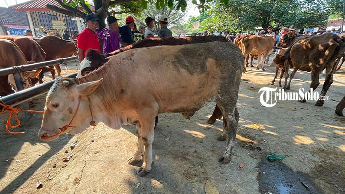 HEWAN KURBAN DIPERIKSA - Menjelang perayaan Hari Raya Idul Adha 1447, Distankan Sukoharjo