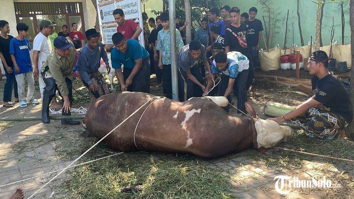 Hewan kurban sapi milik Wakil Presiden Republik Indonesia Gibran Rakabuming Raka yang