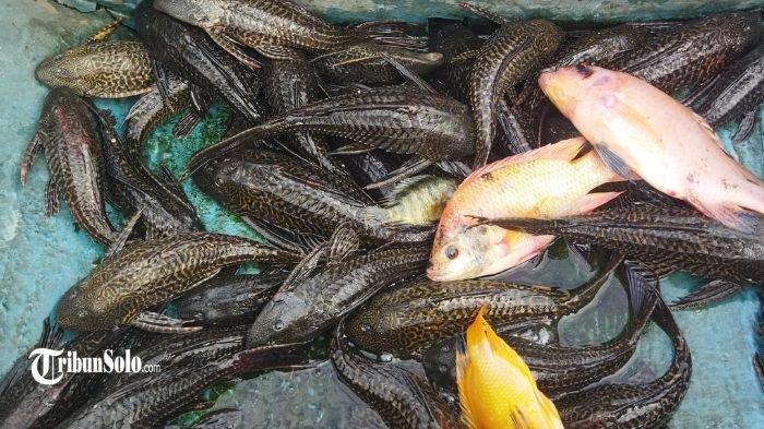 Ikan Sapu-sapu Jadi Biang Kerok Tangkapan Lain Berkurang, Nelayan Sragen Pusing Merugi