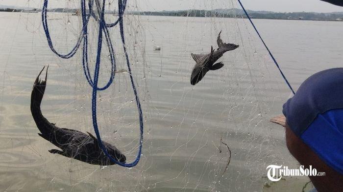 Nelayan Sragen Resah, Populasi Ikan Sapu-sapu di WKO Naik, Bikin Jaring Rusak hingga Tak Laku Dijual