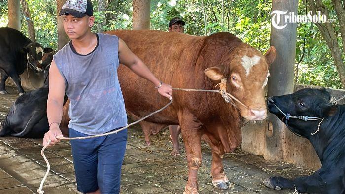 SAPI KURBAN - Ilustrasi sapi milik peternak di Kabupaten Sukoharjo. Harga sapi kurban di Kabupaten Sukoharjo mengalami kenaikan signifikan menjelang Hari Raya Idul Adha 1447 Hijriah/2026.