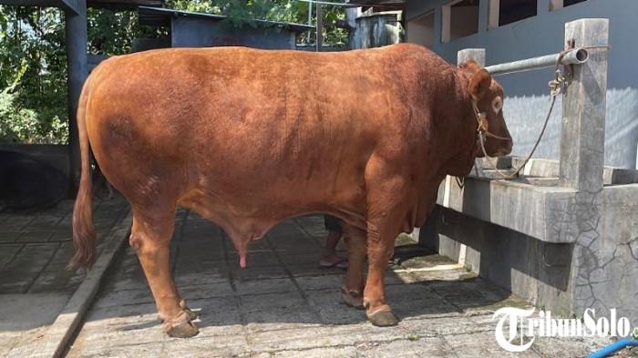 SAPI KURBAN - Ilustrasi sapi milik peternak di Kabupaten Sukoharjo. Di tengah tingginya aktivitas jual beli ternak menjelang Idul Adha, DPP Sukoharjo tetap mewaspadai potensi penyebaran PMK, terutama dari lalu lintas hewan yang masuk dari luar daerah.