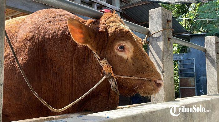 ILUSTRASI. Sapi milik peternak di Kabupaten Sukoharjo. Pengawasan untuk kurban 2026 ini sudah dilakukan. 