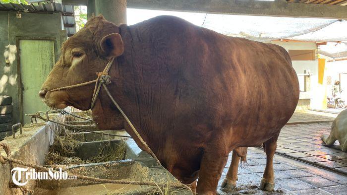 SAPI KURBAN - Ilustrasi sapi milik peternak di Kabupaten Sukoharjo. Harga sapi kurban di Kabupaten Sukoharjo mengalami kenaikan signifikan menjelang Hari Raya Idul Adha 1447 Hijriah/2026.