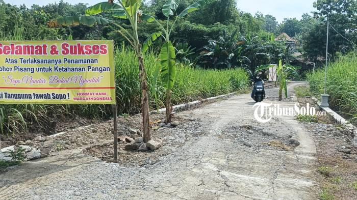 Jalan rusak ditanami pisang boyolali