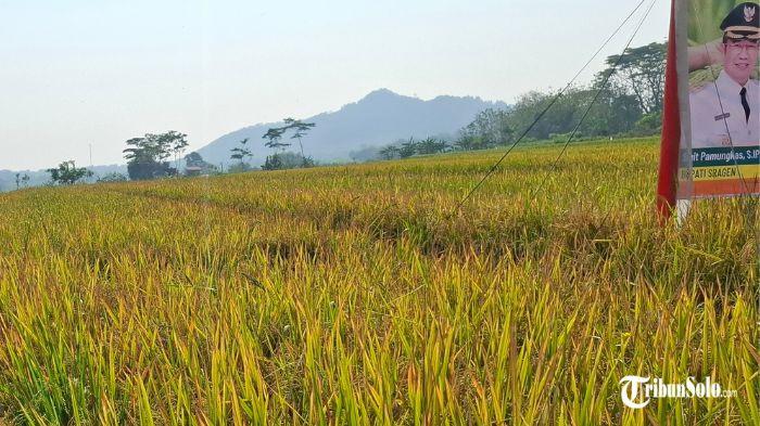 Karena diserang hama tikus, hasil panen padi menurun hingga setengah ton.