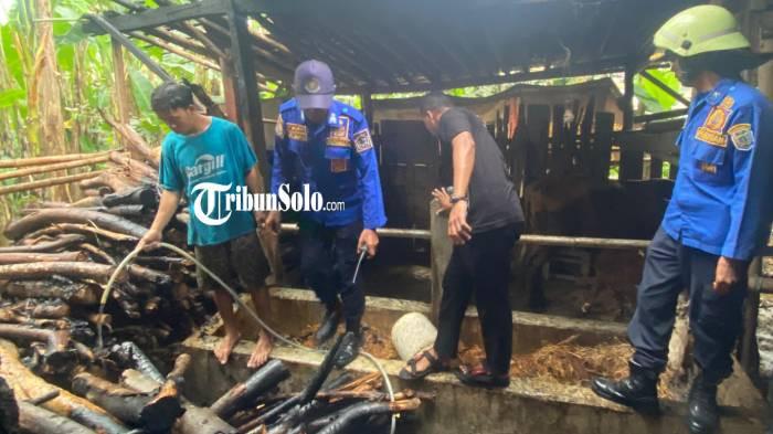 Kebakaran kandang sapi 263