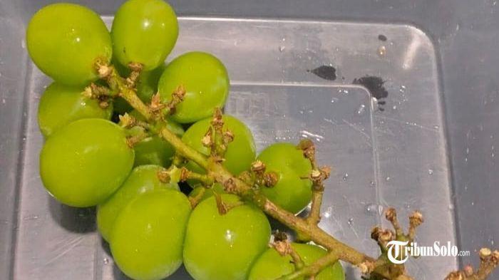 Kronologi Temuan Anggur Hijau Terkontaminasi Sianida di Sukoharjo, Bermula Pengecekan Sebelum Saji