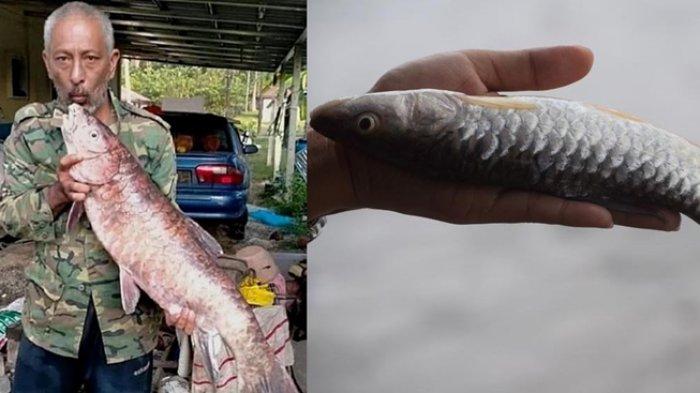 Kakek Ini Kaget Temukan Ikan Aneh saat Banjir Bandang, Siapa Sangka Ketika Dijual Laku Rp 10 Juta