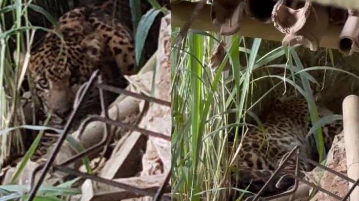 MACAN TUTUL - Macan Tutul terekam di Desa Sepanjang, Kecamatan Tawangmangu, Kabupaten Karanganyar, Selasa (3/3/2026). Macan tutul ini telah dievakuasi dan dibawa ke Solo Safari. Namun perilaku yang tak agresif menjadi sorotan pakar satwa bahwa ada kemungkinan macan ini tengah terluka atau sakit.