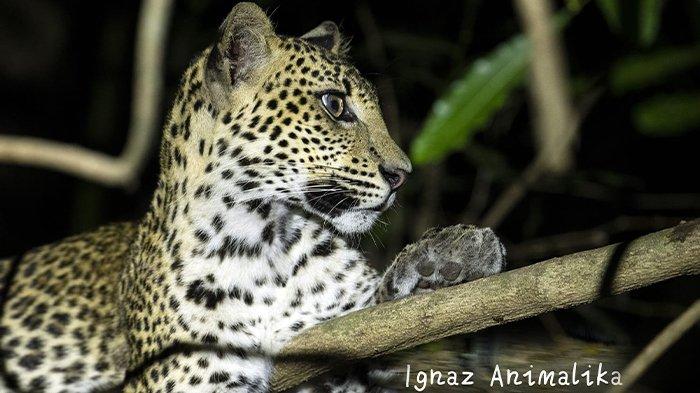 MACAN TUTUL - Ilustrasi macan Tutul Jawa saat tengah tiduran di atas pohon. Diabadikan Ignas Dwiwardhana, fotografer satwa alam bebas dengan jarak hanya 6 meter. 