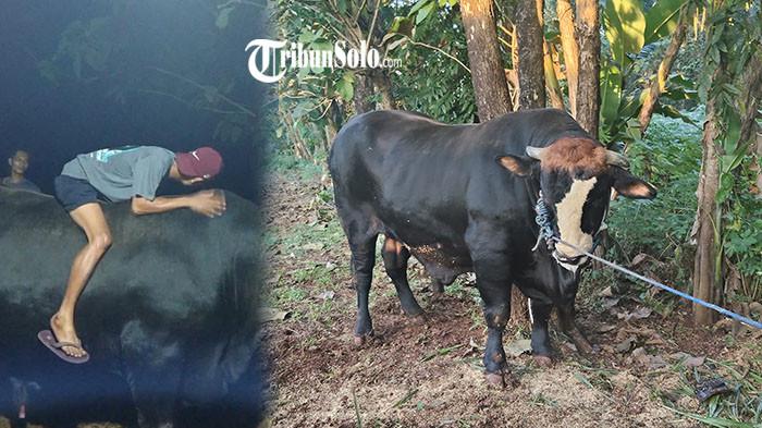 PELUK SEBELUM PAMITAN - Ragil, sapi kurban yang dibeli Presiden Prabowo Subianto dari Sugiarto (30) warga Desa Karangrejo, Kecamatan Kerjo, Kabupaten Karanganyar akan disembelih di Masjid Babussalam, Dusun Salam, Desa Ngunut, Kecamatan Jumantono, Kabupaten Karanganyar, Rabu (27/5/2026). Sugiarto sempat menaiki Ragil sebelum berpamitan dan tak kuasa menahan tangis.
