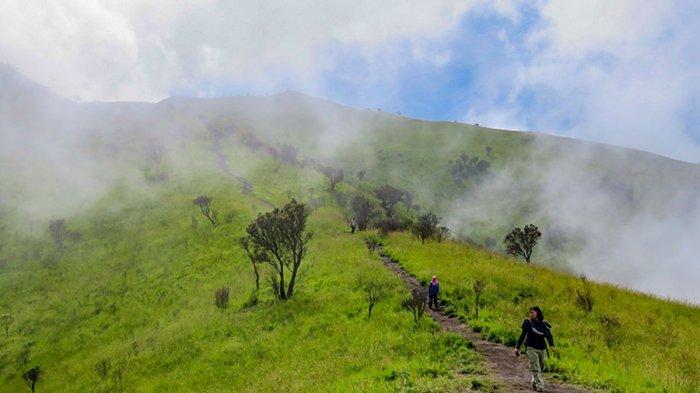 PEMANDANGAN GUNUNG MERBABU - Ilustrasi Padang Sabana di Jalur Pendakian Merbabu via Suwanting pada 2019 lalu.(Kompas.com/Anggara Wikan Prasetya)