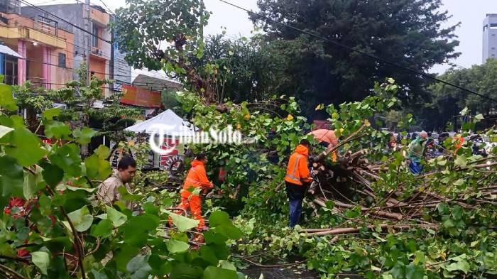 EVAKUASI. Hujan deras disertai angin akibatkan pohon tumbang di beberapa lokasi di Kota Solo, Jumat (6/3/2026) sore. Ada pengendara motor nyaris tertimpa.
