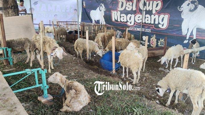JUAL KURBAN - Penampakan lokasi jual hewan kurban di sepanjang Jalan Lawu, Desa Papahan, Kecamatan Tasikmadu, Kabupaten Karanganyar, jelang Idul Adha, Senin (25/5/2026). Penjual hewan kurban mengaku tahun ini penjualan lebih sepi dibandingkan sebelumnya.