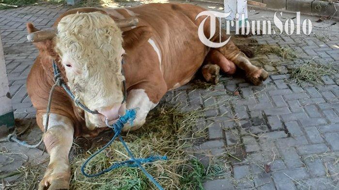 Uniknya Sapi Kurban Jokowi : Sebelum ke Al Wustho, Diarak di Jalanan Mangkunegaran, Undang Perhatian