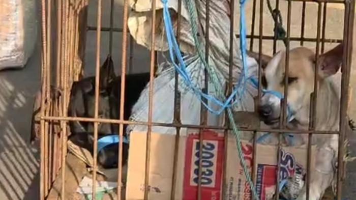 Viral Dugaan Perdagangan Anjing di Solo, Aktivis DMFI Soroti Pelanggaran Kesejahteraan Hewan
