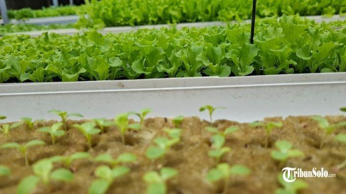 Petani di Desa Majenang, Kecamatan Sukodono, Kabupaten Sragen 2