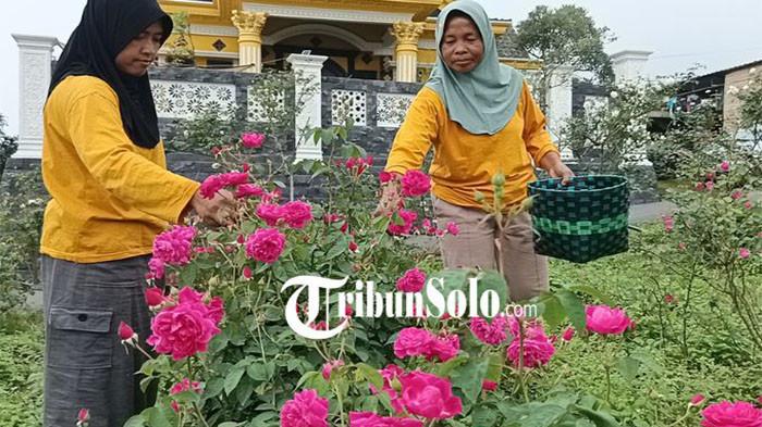 Petani bunga mawar di lereng gunung merapi Kabupaten Boyolali raup untuk jelang bulan Ramadan.