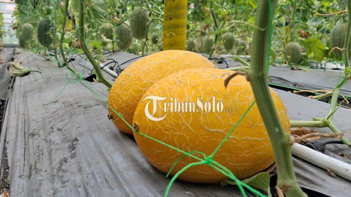 Petani melon kebingungan