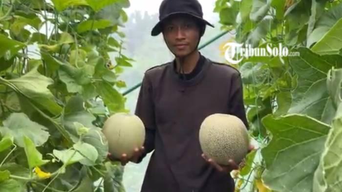 JUAL BIJI.  Aktivitas panen melon petani milenial di Dukuh Somobratan, Desa Demakijo, Kecamatan Karangnongko, Kabupaten Klaten pada Selasa (10/2/2026). Mereka menjual biji dan memberikan buahnya ke warga.