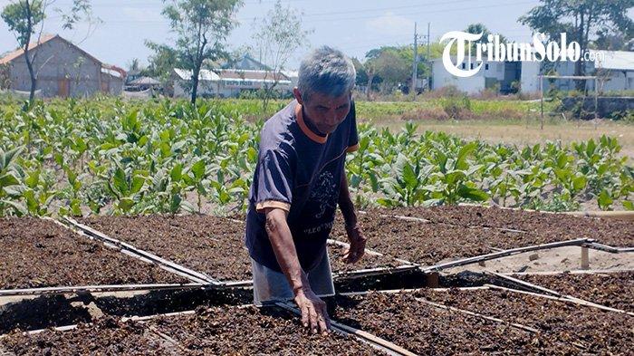 Keresahan Petani Tembakau Klaten : Boro-boro Anak Sampai Kuliah, Beri Uang Saku Sampai SMA Kewalahan
