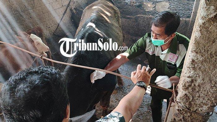 Capaian Vaksinasi PMK Dosis Pertama Klaten Tembus 5 Ribu Ekor Sapi, Kini Tunggu Dropping dari Pusat