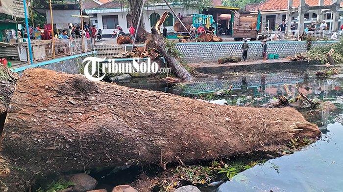 Pohon Trembesi di Umbul Langse, Desa Nepen, Kecamatan Teras, Boyolali berukuran raksasa, Kamis (4/5/2023)