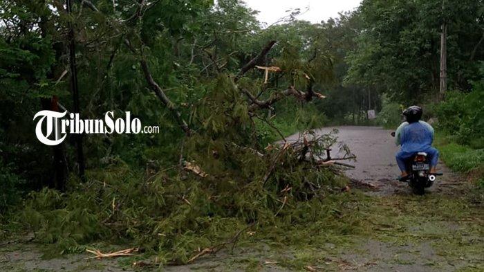 Pohon Tumbang di Alas Kethu Wonogiri, Sempat Tutup Akses Jalan