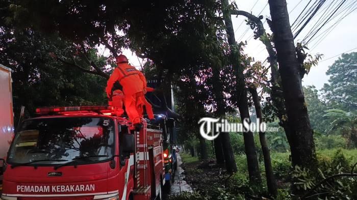 Pohon tumbang 1